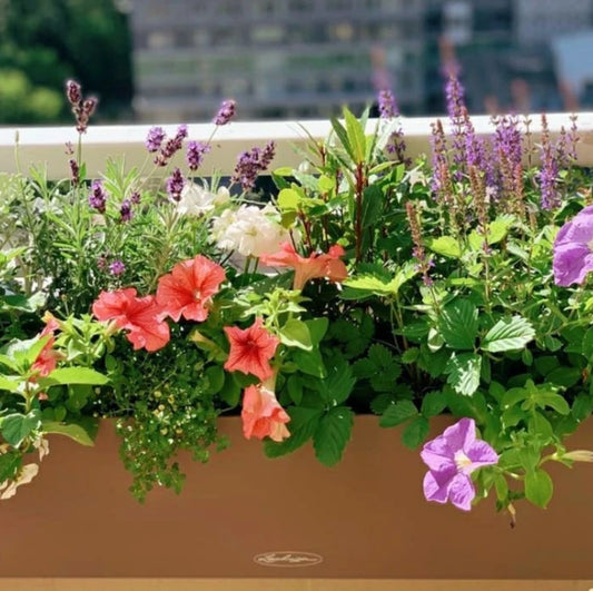 Balkonista zestaw balkonowy provence w antracytowej donicy z fioletowymi kwiatami 2