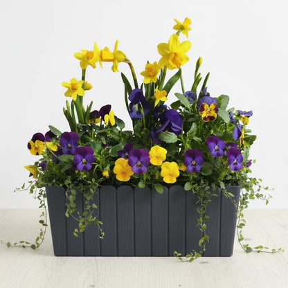 Zestaw Balkonowy Spring Sunbeams