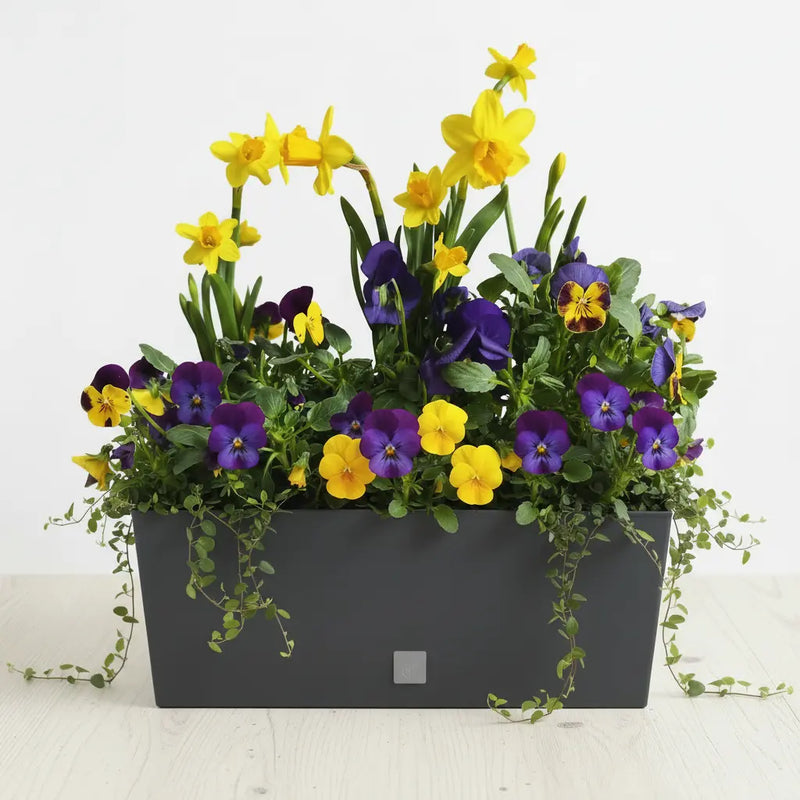 Zestaw Balkonowy Spring Sunbeams