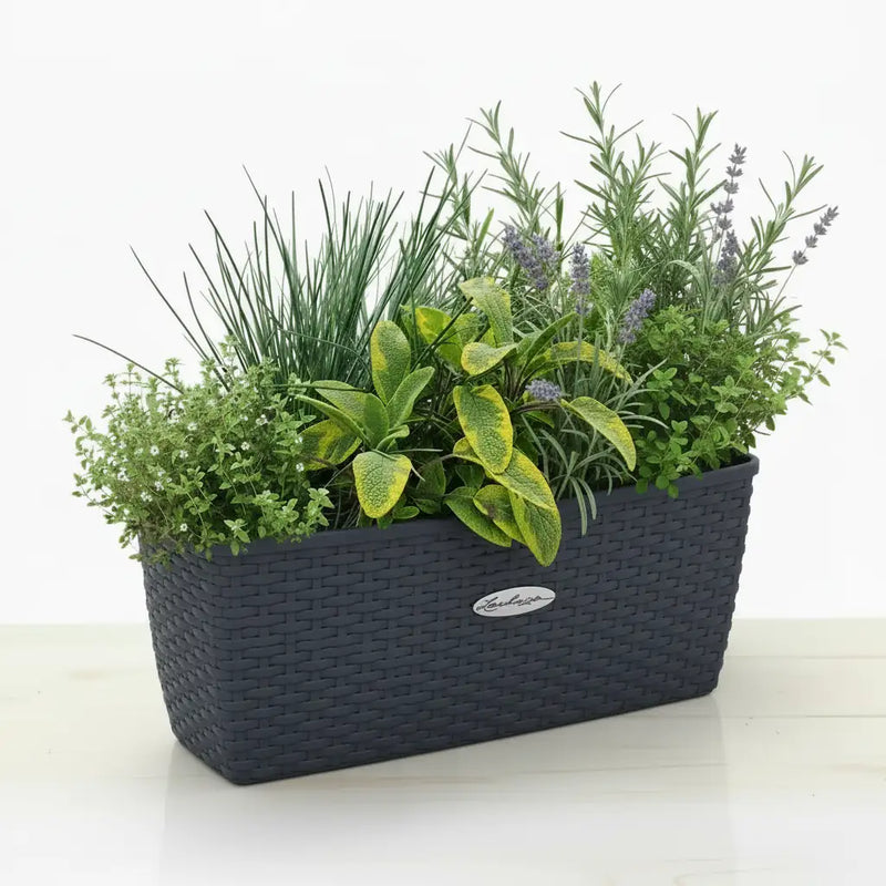 Zestaw Balkonowy Spicy Herbs