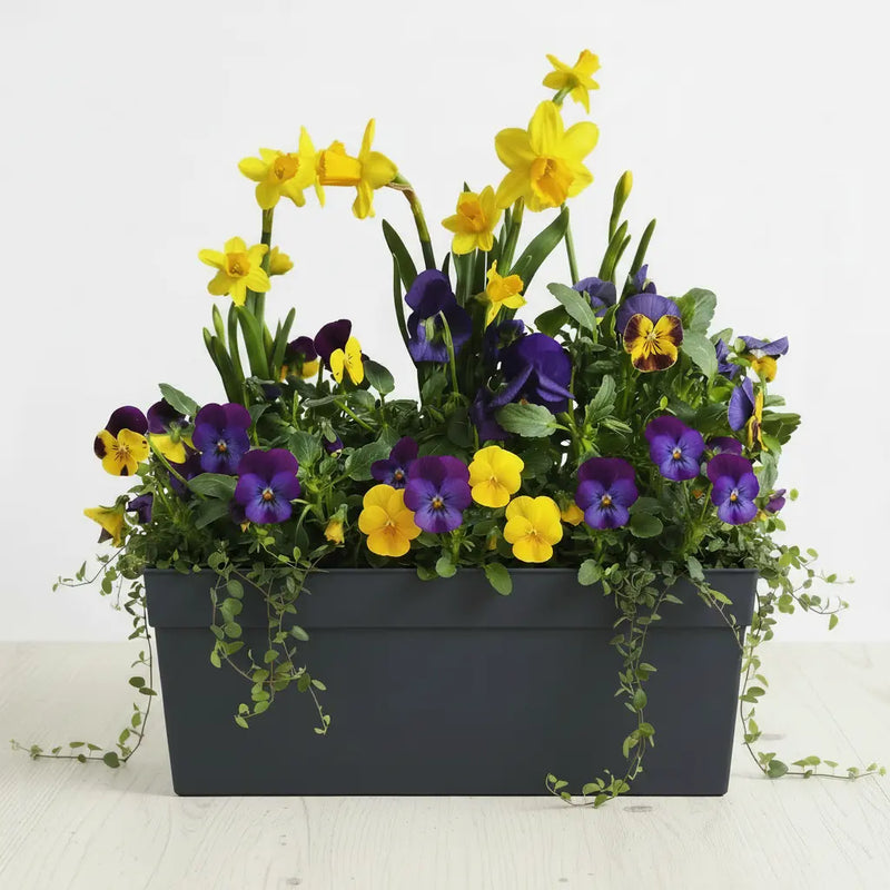 Zestaw Balkonowy Spring Sunbeams