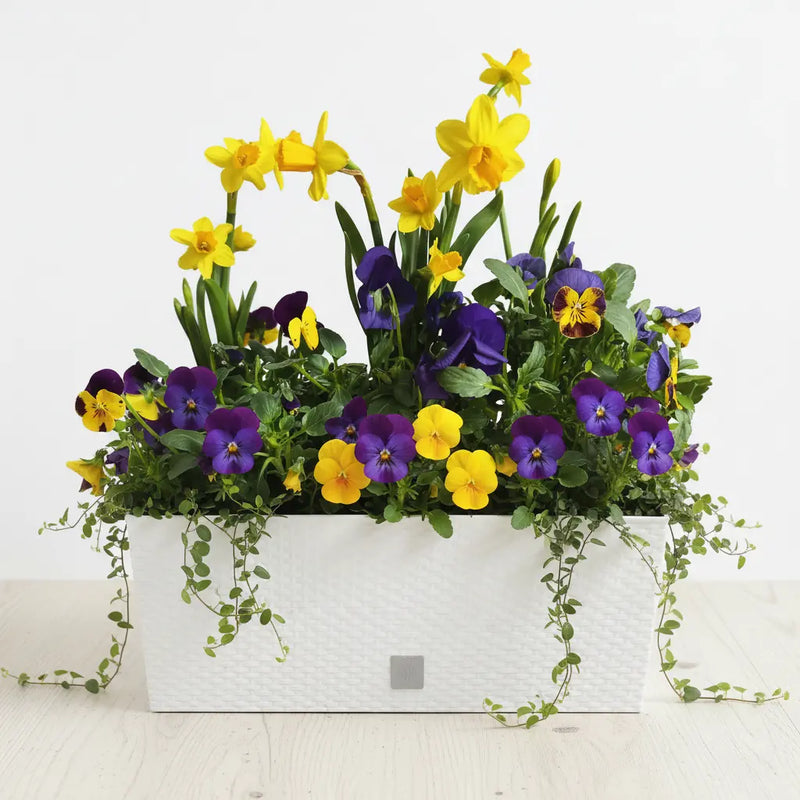 Zestaw Balkonowy Spring Sunbeams