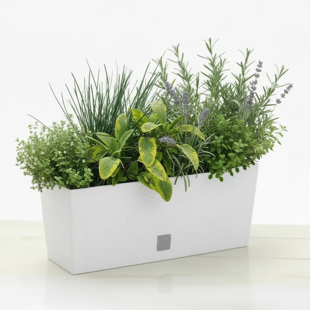 Zestaw Balkonowy Spicy Herbs