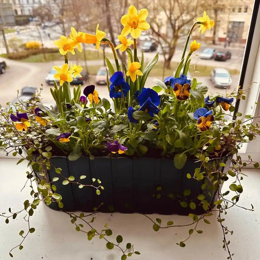 Zestaw Balkonowy Spring Sunbeams