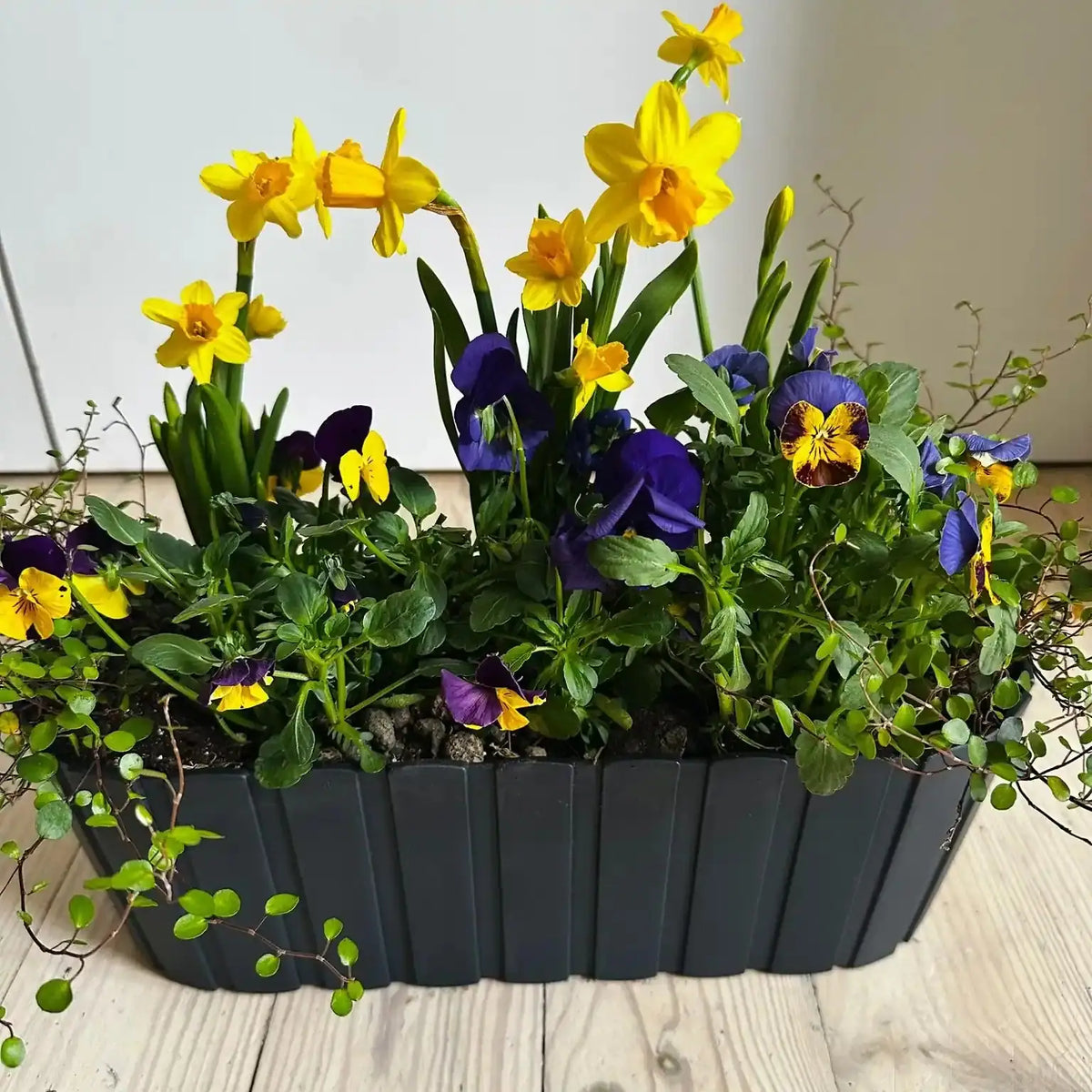 Zestaw Balkonowy Spring Sunbeams