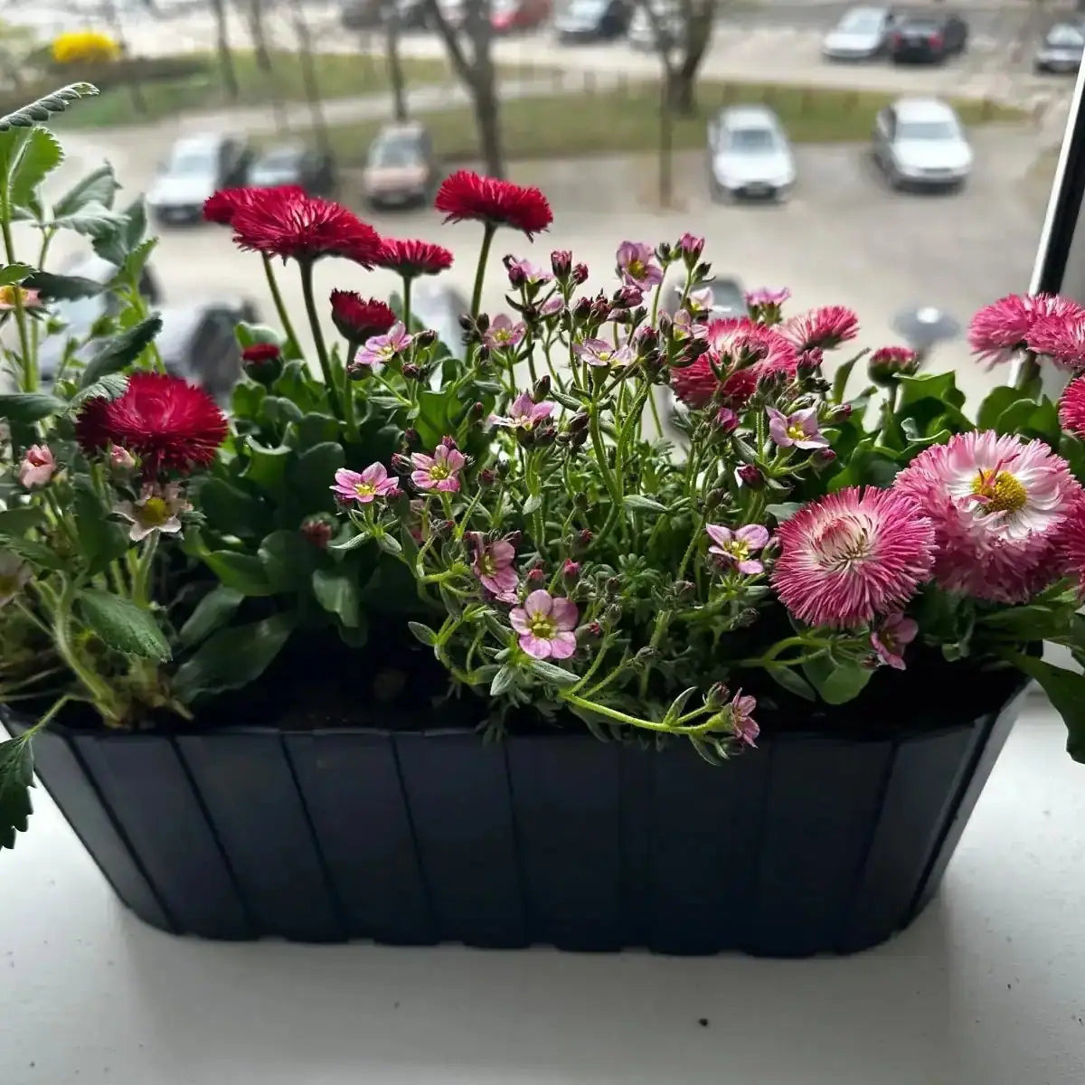 Zestaw Balkonowy Childhood Garden