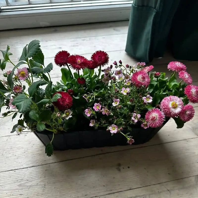 Zestaw Balkonowy Childhood Garden