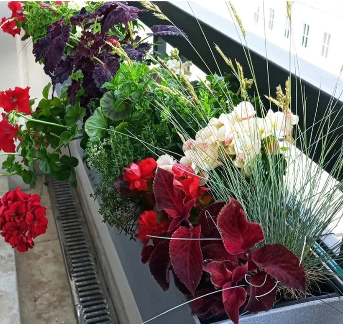 Balkonista zestaw balkonowy grannys-cottage w antracytowej donicy z kwitnącymi flokami 1