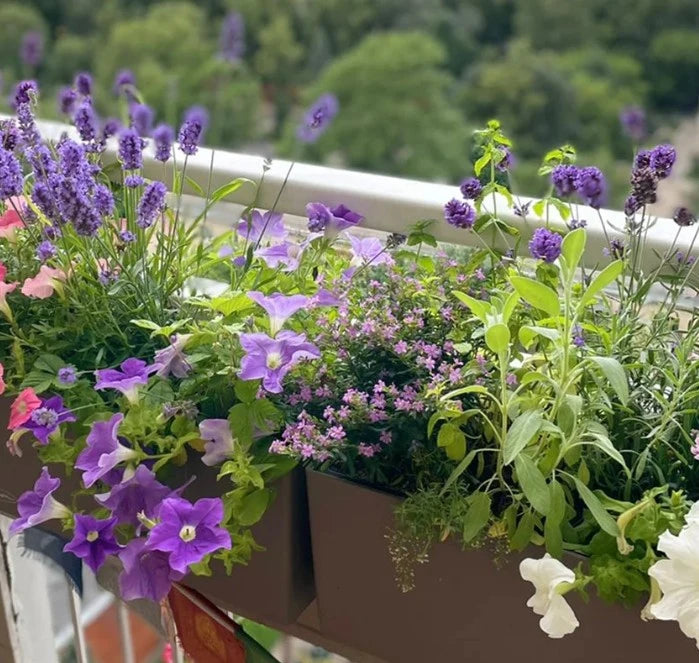 Balkonista zestaw balkonowy provence w antracytowej donicy z lawendową kompozycją 1