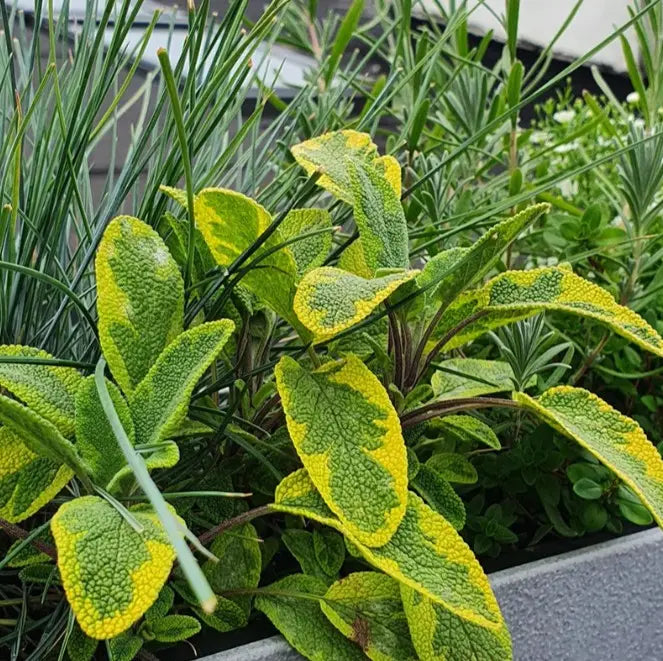 Balkonista zestaw balkonowy spicy-herbs w antracytowej donicy z pachnącymi ziołami 1