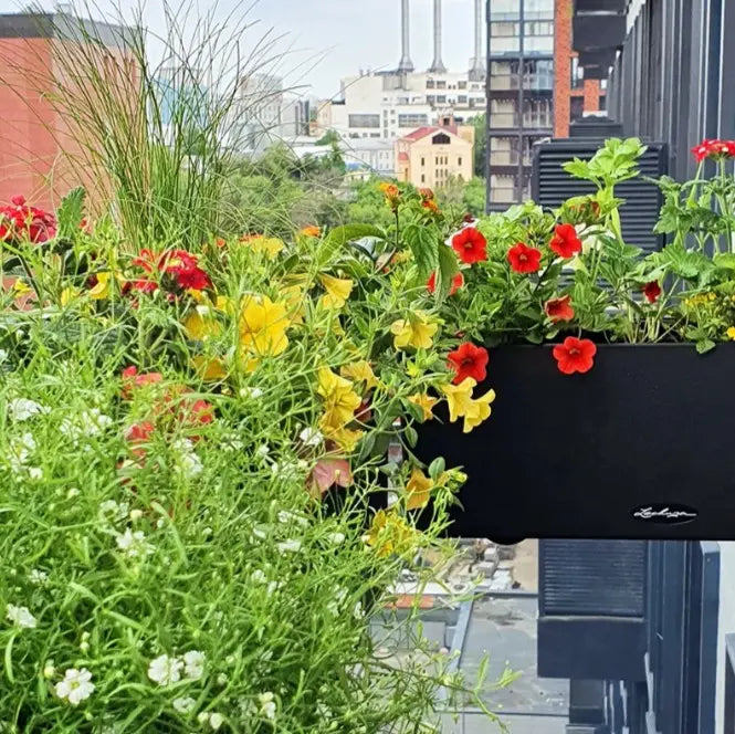 Balkonista zestaw balkonowy sunny-meadow w antracytowej donicy z słonecznymi kwiatami 1